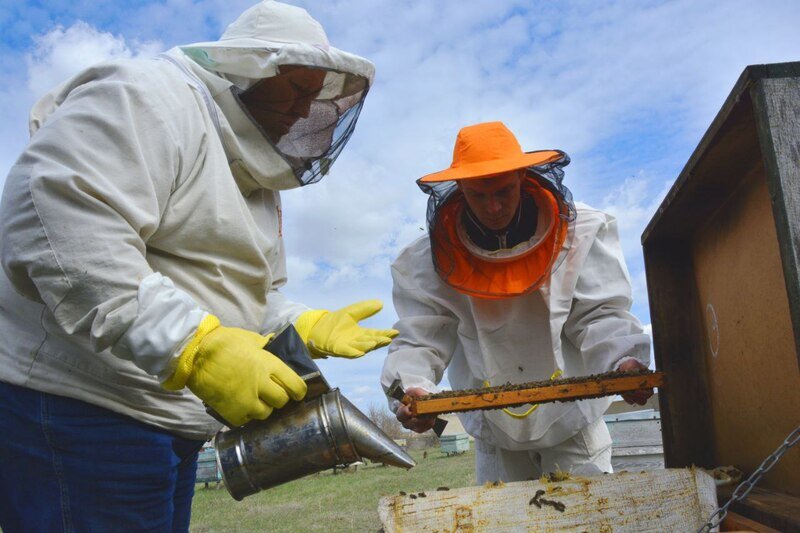 Осмотр пасеки, обработка и исследование пчёл: как мёд сдаёт экзамен на качество