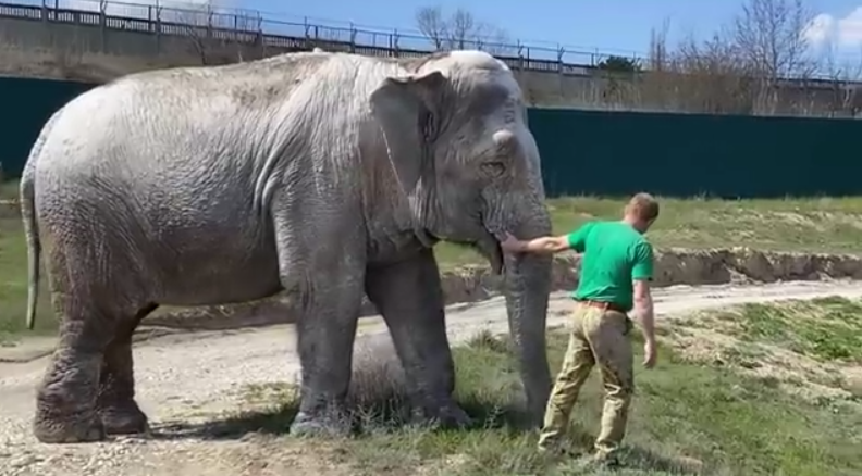В сафари-парке Крыма раскрыли ужасающую причину смерти слонихи Джени