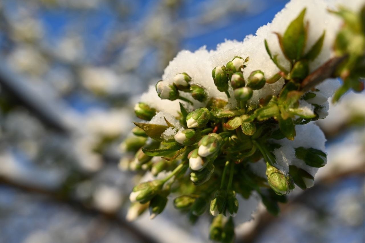 Апрельские заморозки в Крыму: кто в зоне риска и как защитить сад