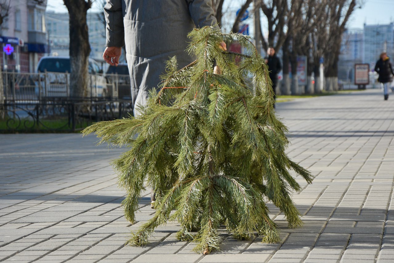 В Симферополе откроется 20 пунктов приёма ёлок