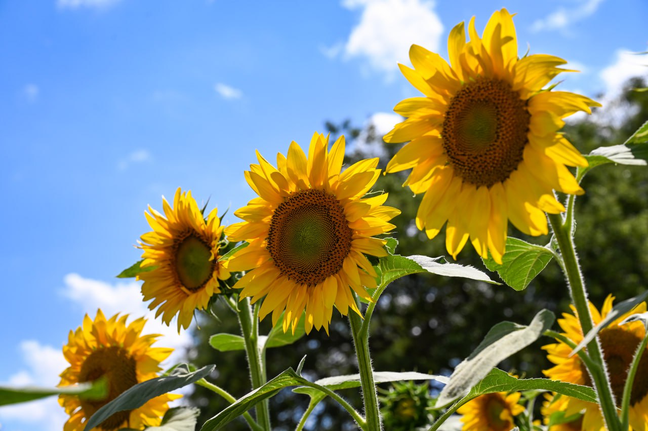Погода в Крыму 11 июля: солнечно и жарко