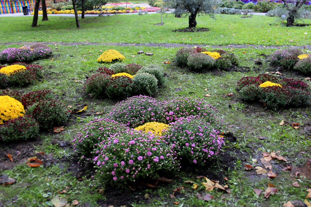 В Гагаринском парке Симферополя появятся композиции из хризантем