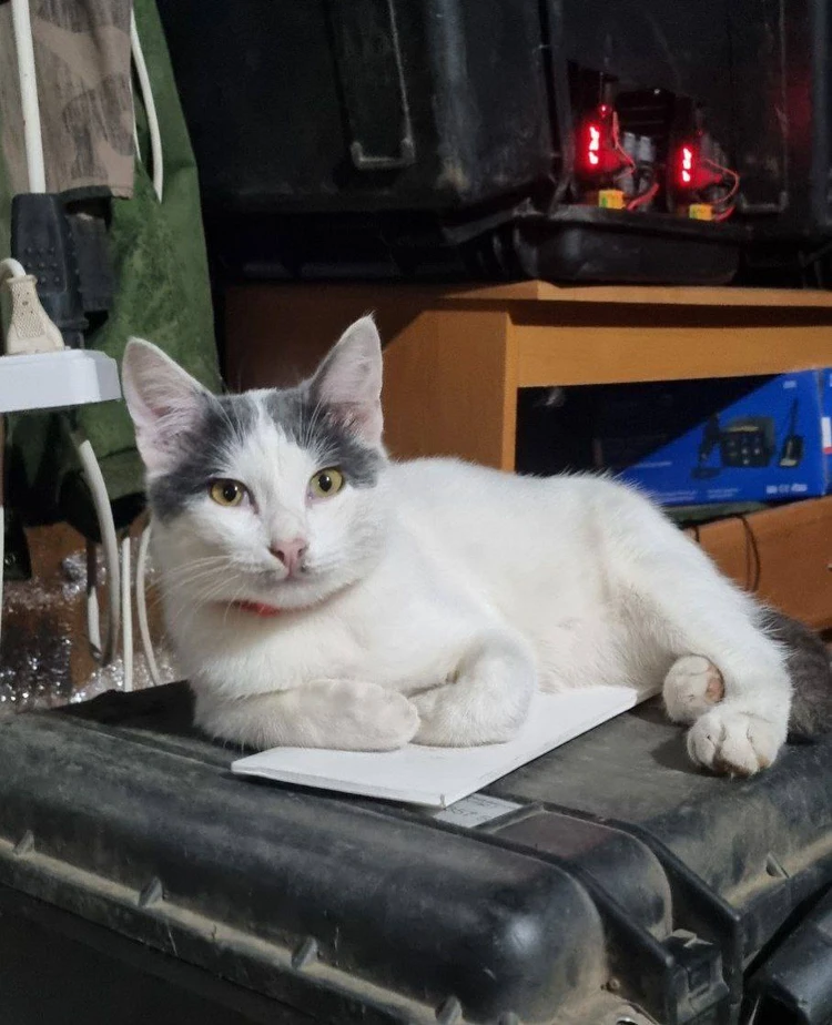 Боевой кот Литута помогает крымским бойцам на СВО