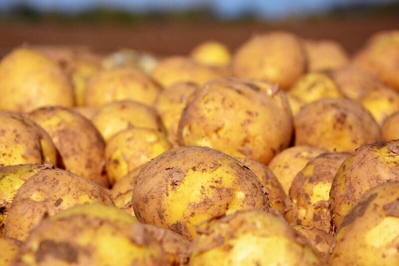 Крымские аграрии планируют собрать более 70 тысяч тонн картофеля