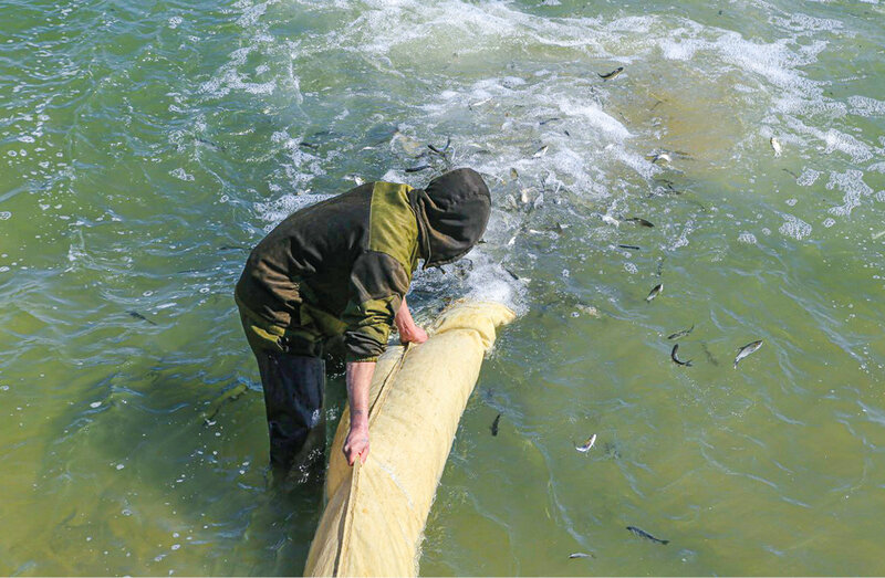 Карусель деликатесов: чем и как накормить рыбное хозяйство