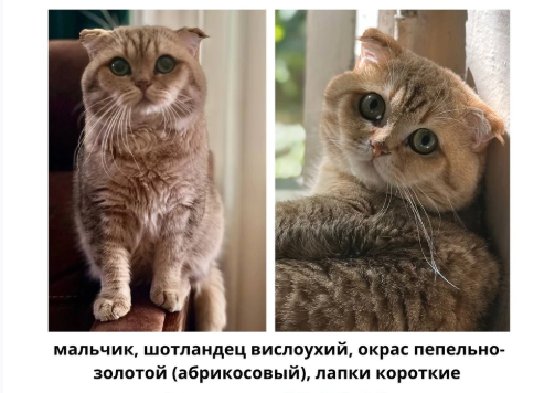В Керчи продолжаются поиски кота Сильки, сбежавшего от актёра сериала "СашаТаня"