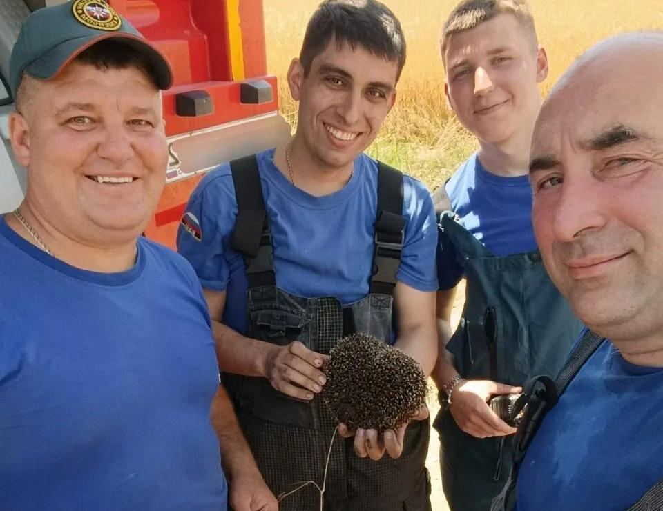 Крымские пожарные спасли ёжика из горящей травы