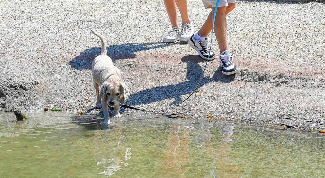 Что нужно знать, оставляя питомца одного в жару