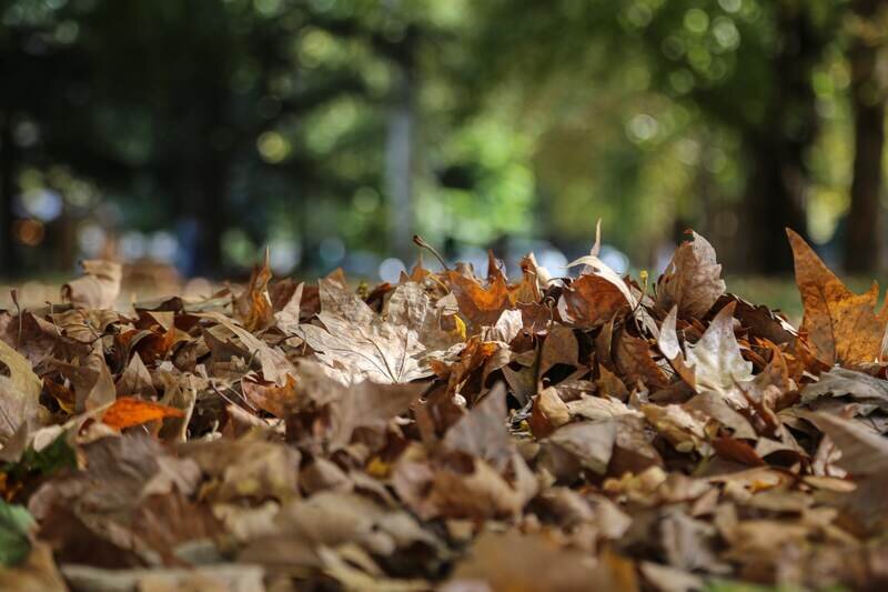 Почему опавшая листва может быть опасна для здоровья