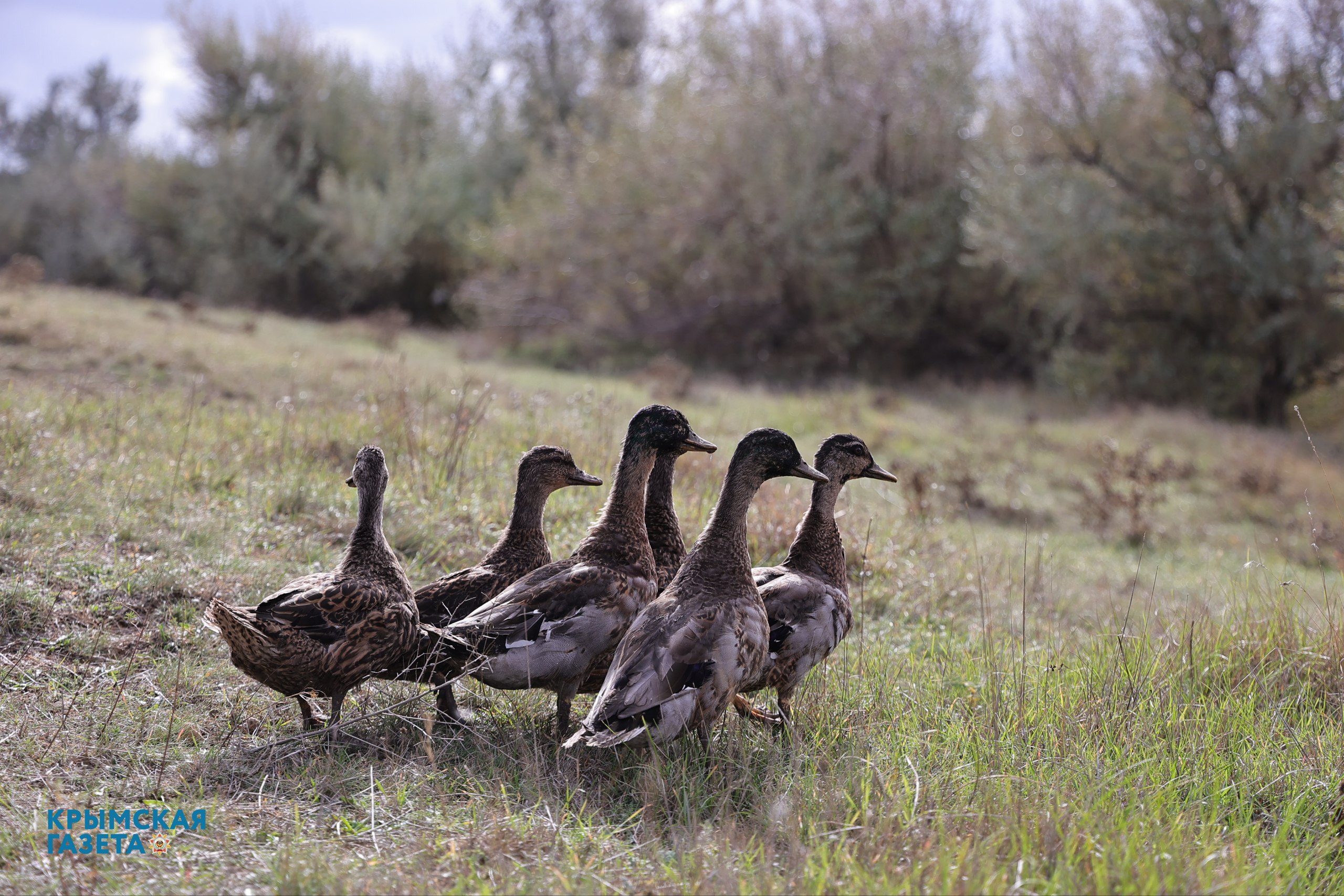 100 фазанов и 250 уток выпустили в охотничьи угодья Крыма