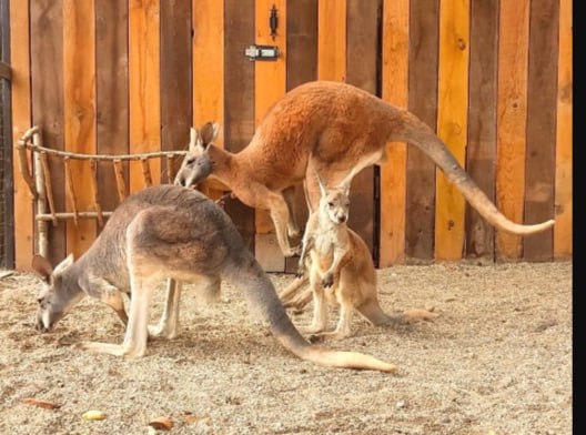 Большой и рыжий австралиец: Бахчисарайский парк миниатюр стал домом для еще одного кенгуру