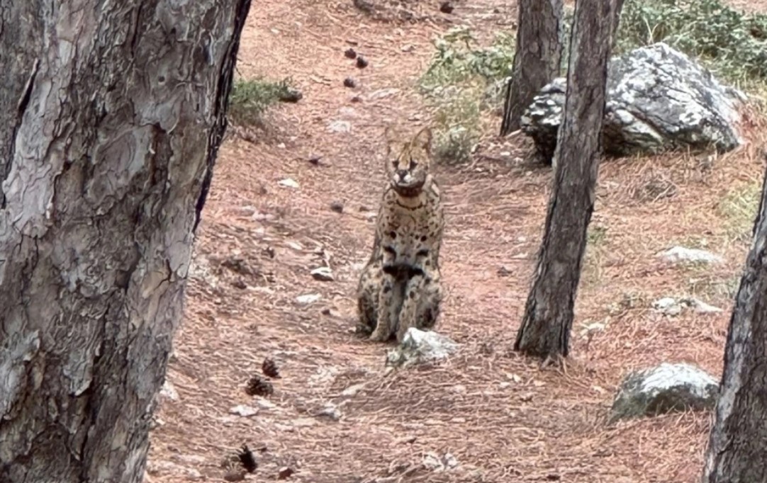 В лесу под Ялтой туристы встретили африканского сервала: откуда там появился пятнистый хищник