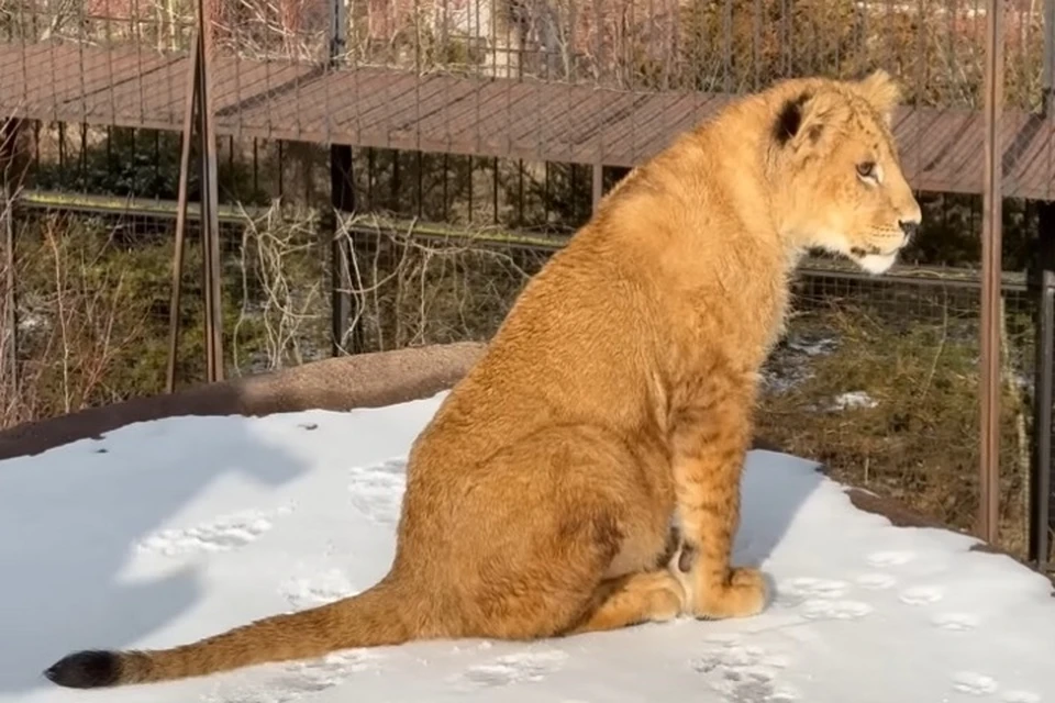 Донецкий лев Шерхан после Нового года может вернуться в Крым, так и не доехав до Китая