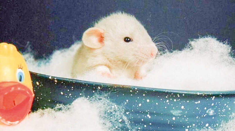 Нужно ли купать домашних грызунов