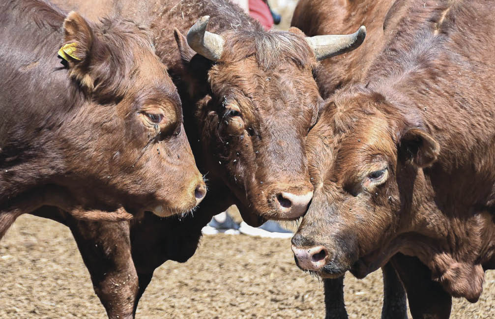 Рогатые лимузины и юбилей Госсовета: главные события мая 2024 года в Крыму