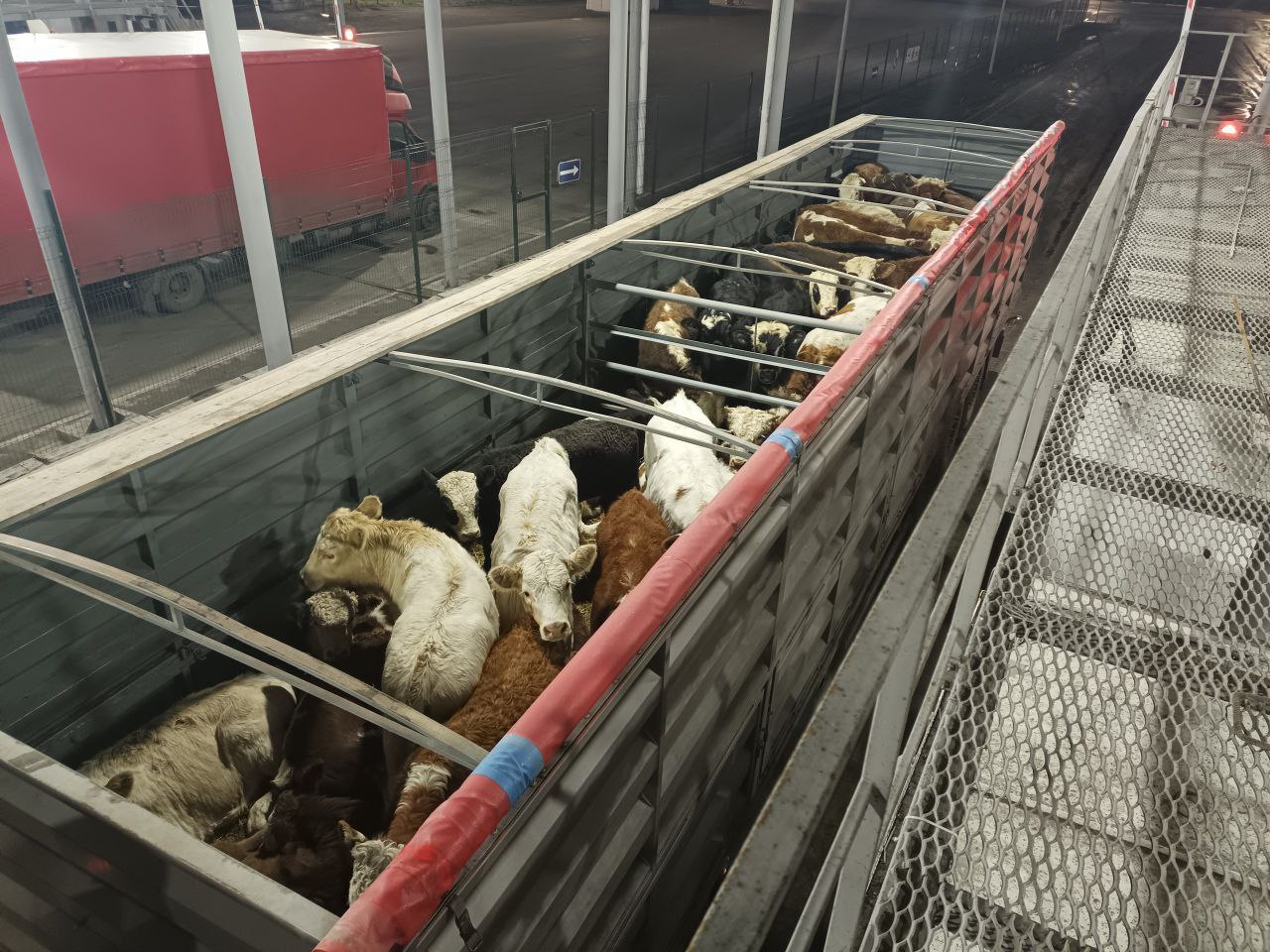 В Крым попытались ввезти 38 животных без документов