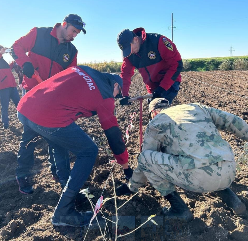 На территории Евпаторийского лесничества высадили около 11 тысяч деревьев