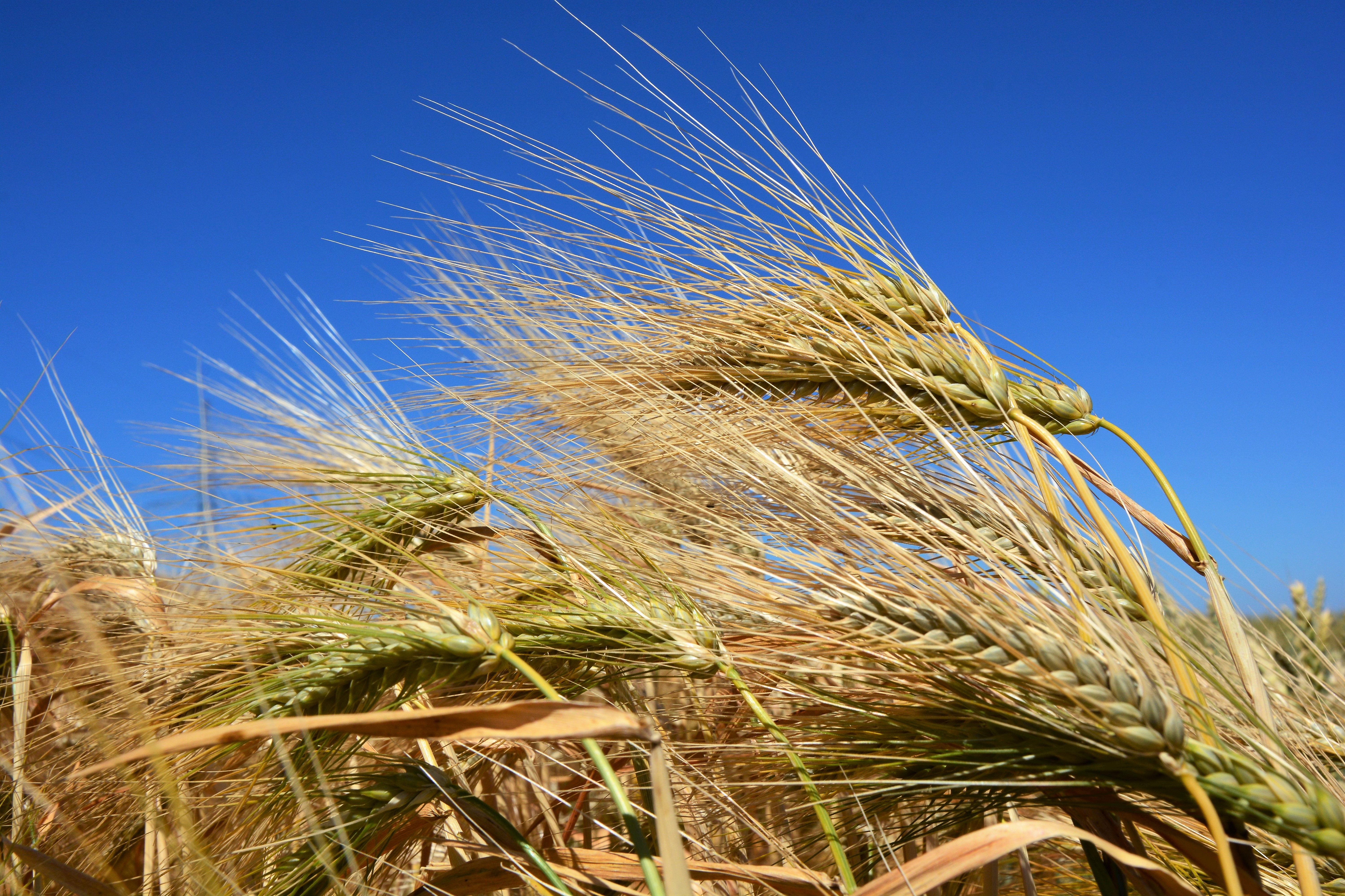 Рекордный урожай: крымские аграрии намололи два миллиона тонн зерна