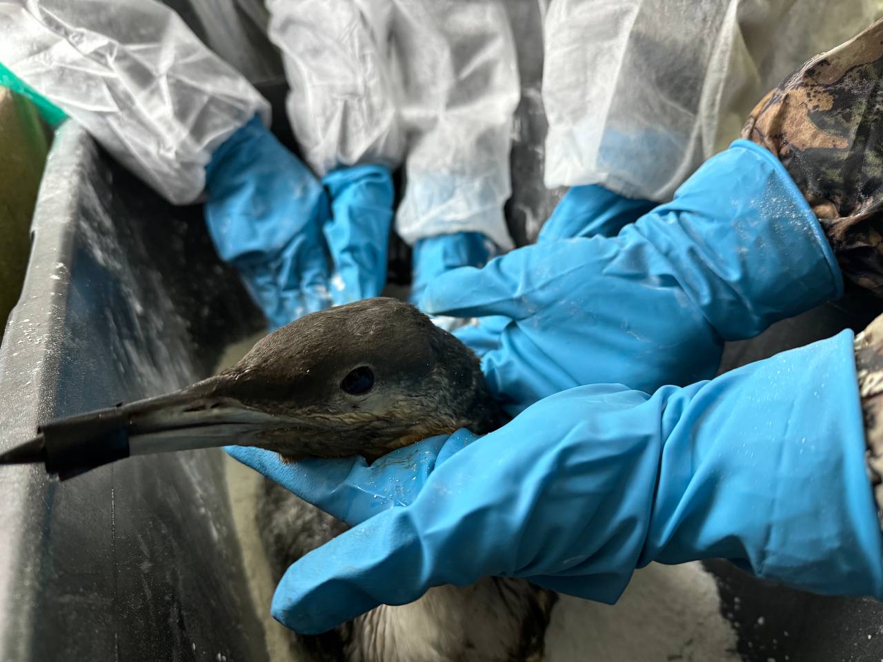 В Черноморском открыли пункт для спасения птиц пострадавших от мазута