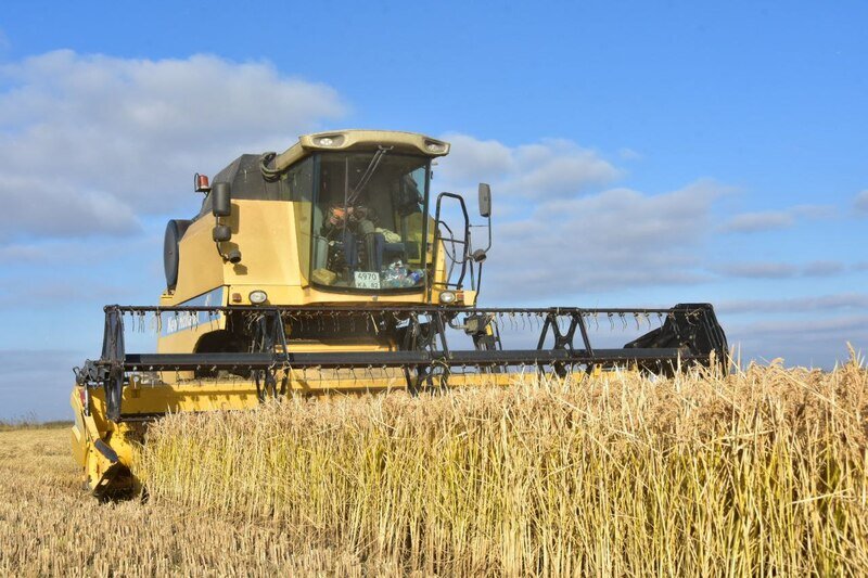 Крымские аграрии собрали почти 6 тысяч тонн риса