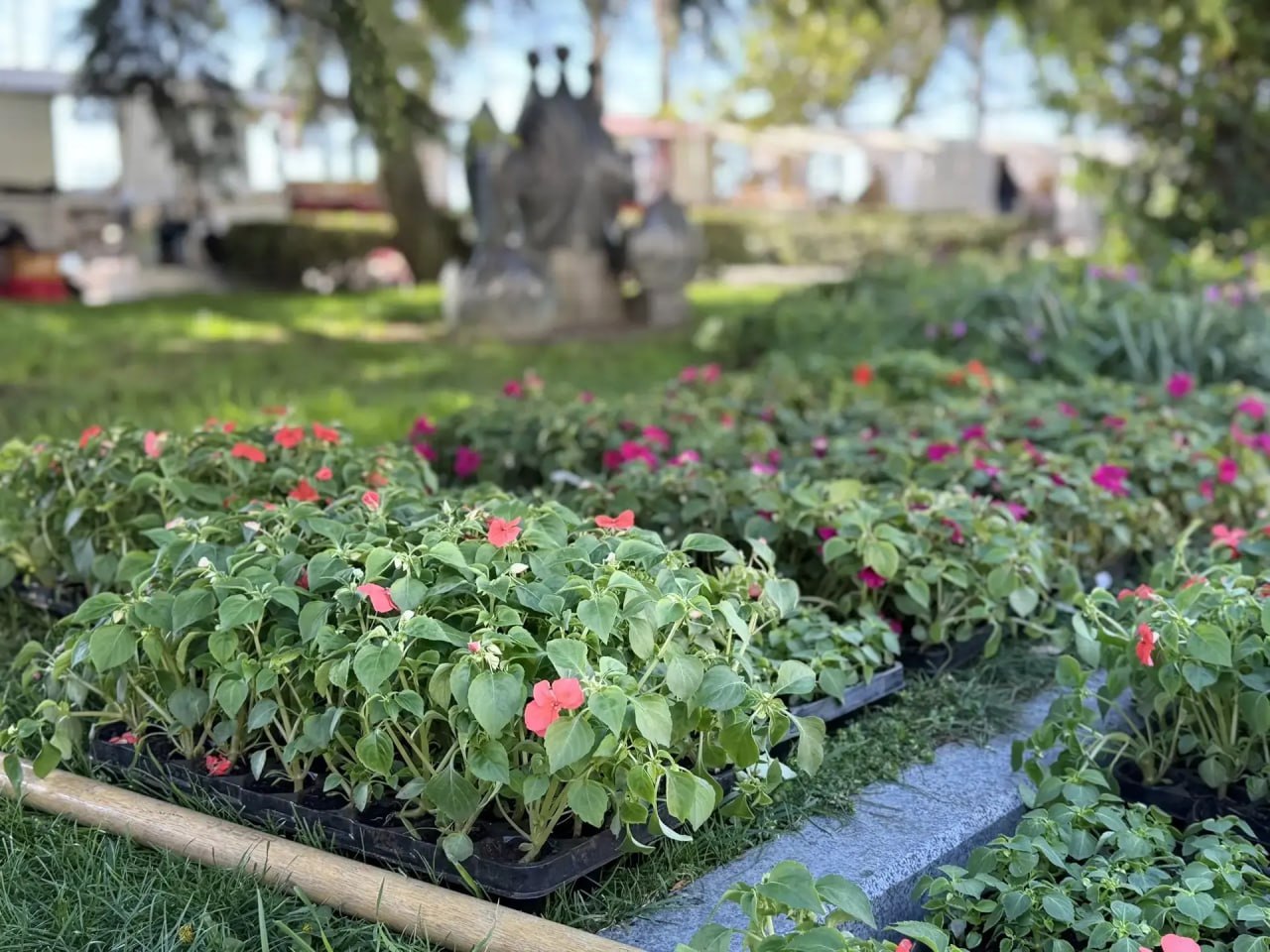 Ялта расцветает: на клумбах города высадят 80 тысяч растений