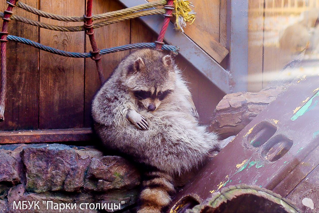 Жители симферопольского зооуголка готовятся к зиме 