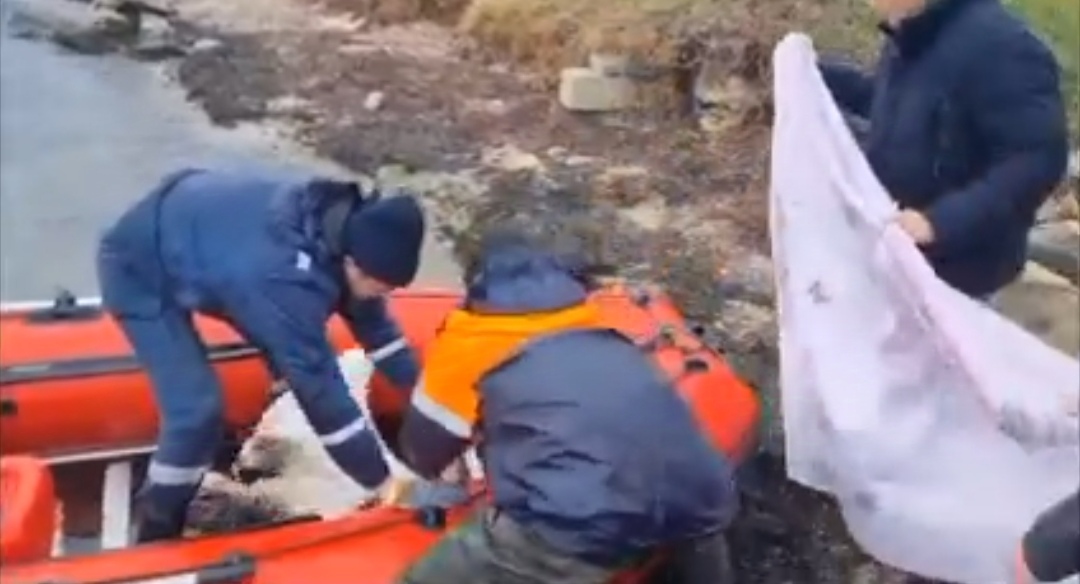 В Керчи спасли попавшего в мазут лебедя