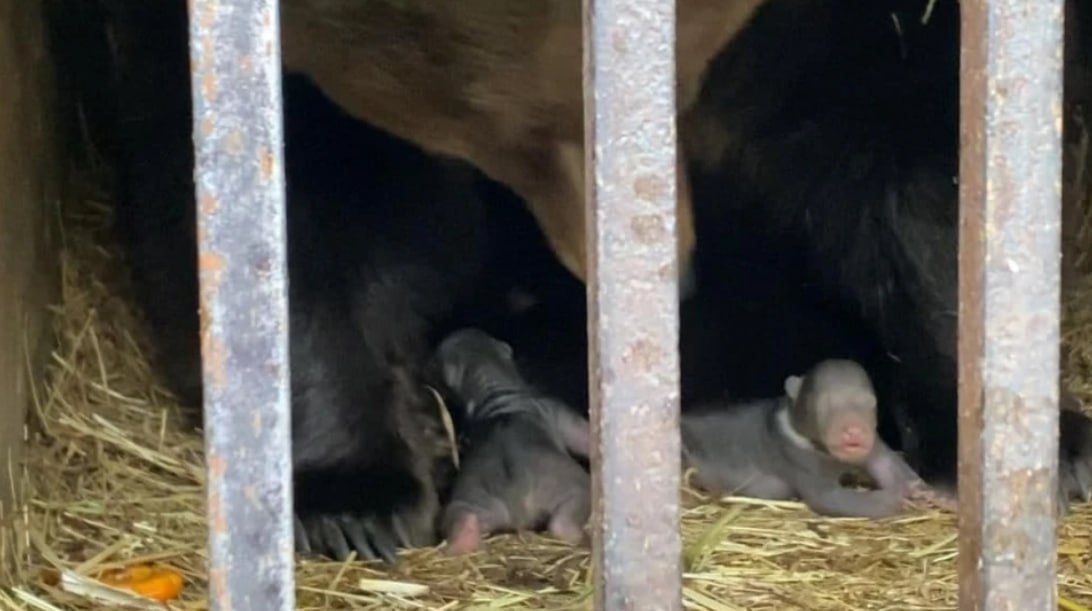 Два медвежонка появились на свет в крымском зоопарке Сказка 