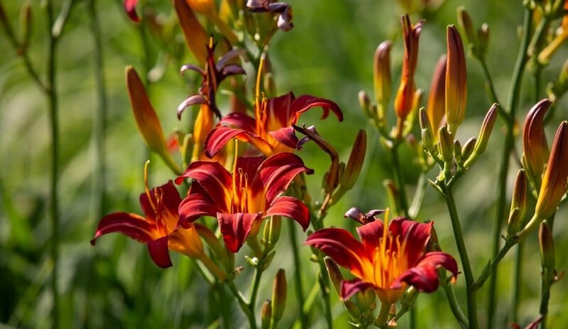 В симферопольском ботсаду массово цветут лилейники - фото