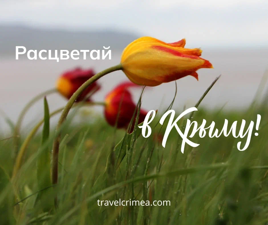 Парад тюльпанов в Никитском ботсаду: первое событие из гида «Расцветай в Крыму»