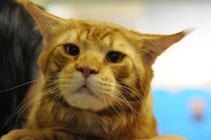 Нашёлся кот Зевс, пропавший во время взрыва в многоэтажке в Севастополе