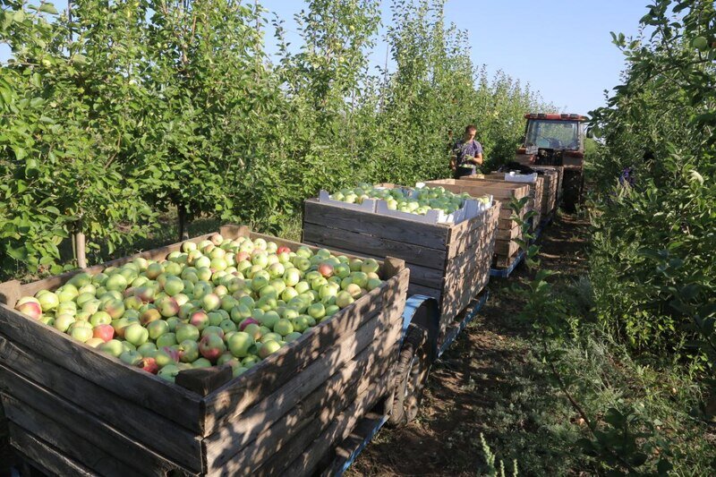 Крымские аграрии собрали 50 тысяч тонн яблок