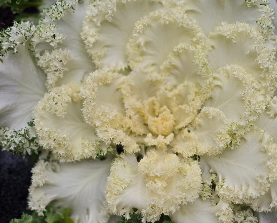 На клумбах Ялты высаживают капусту