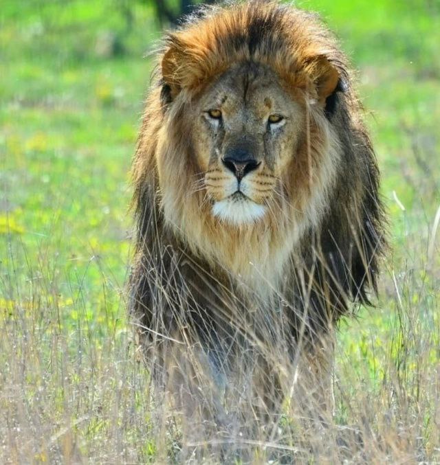 В крымском сафари-парке скончался цирковой лев: ветеринары проведут вскрытие