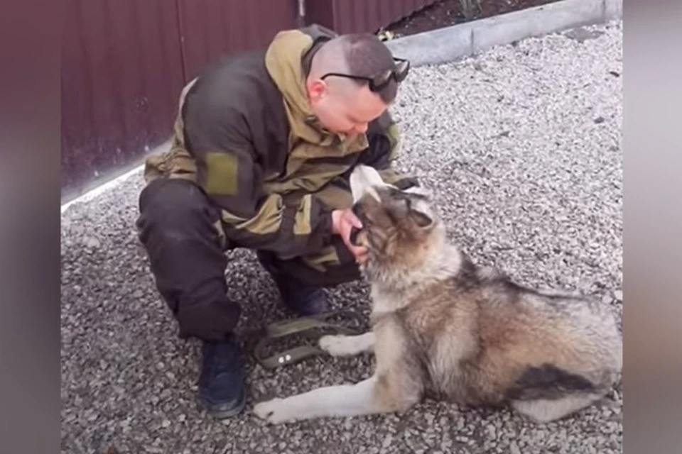 В Крыму слепой потерявшийся пёс нашёл своего хозяина спустя три месяца 