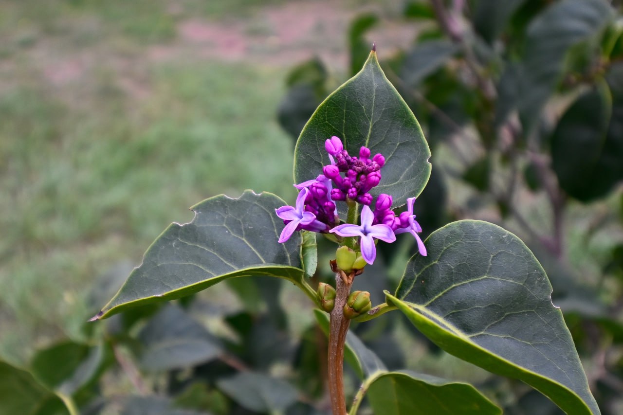 В Крыму повторно зацвели сирень, керрия и жимолость