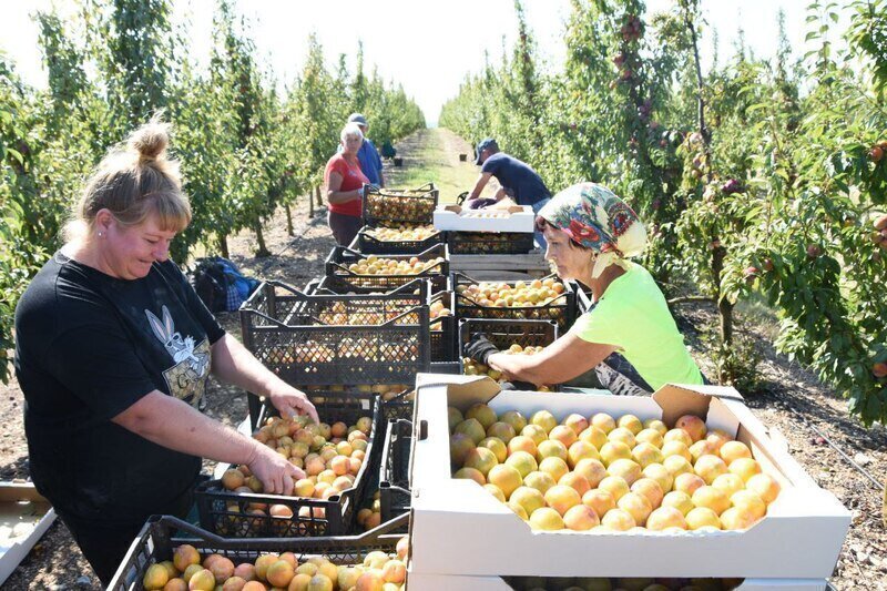 Крымские аграрии собрали первые 100 тонн сливы