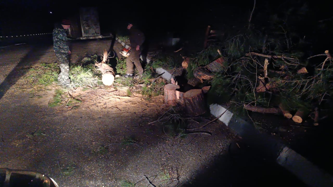 Новогодние елки в Ялте выдержали удар шторма 