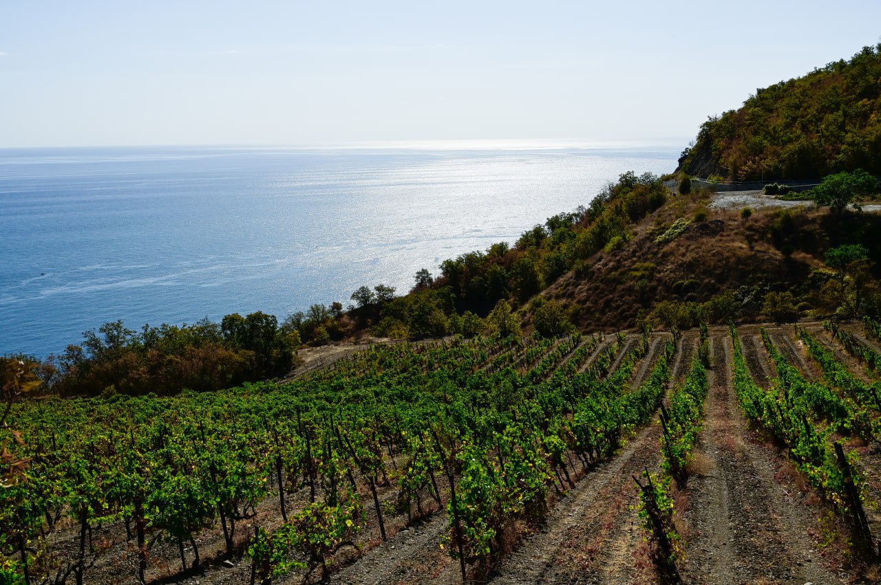 Россия может войти в четвёрку лидеров Европы по росту производства вина (18+)