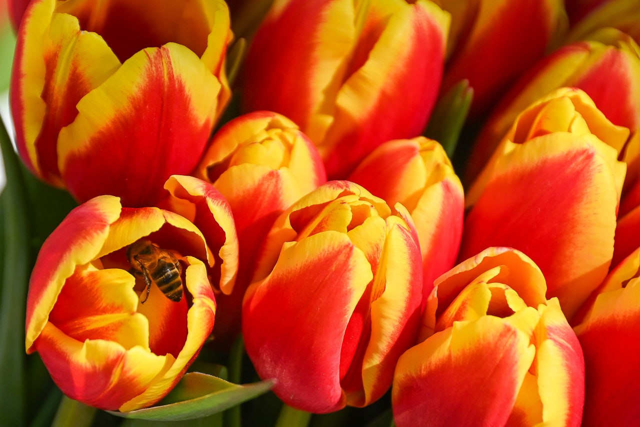 Сергей Аксёнов поздравил крымчанок с Международным женским днём