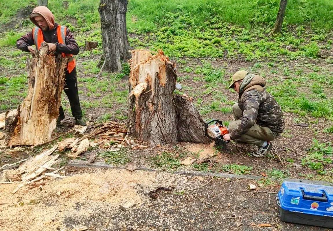 В парках Симферополя ветер повалил шесть здоровых деревьев