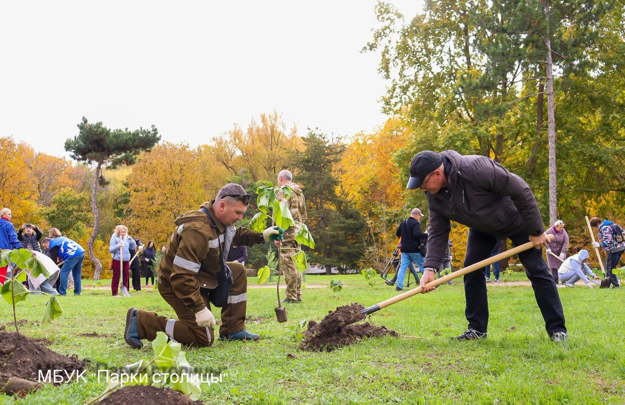 В Гагаринском парке Симферополя высадили 136 саженцев павловнии