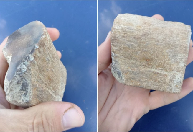 В Крыму нашли останки неизвестного динозавра