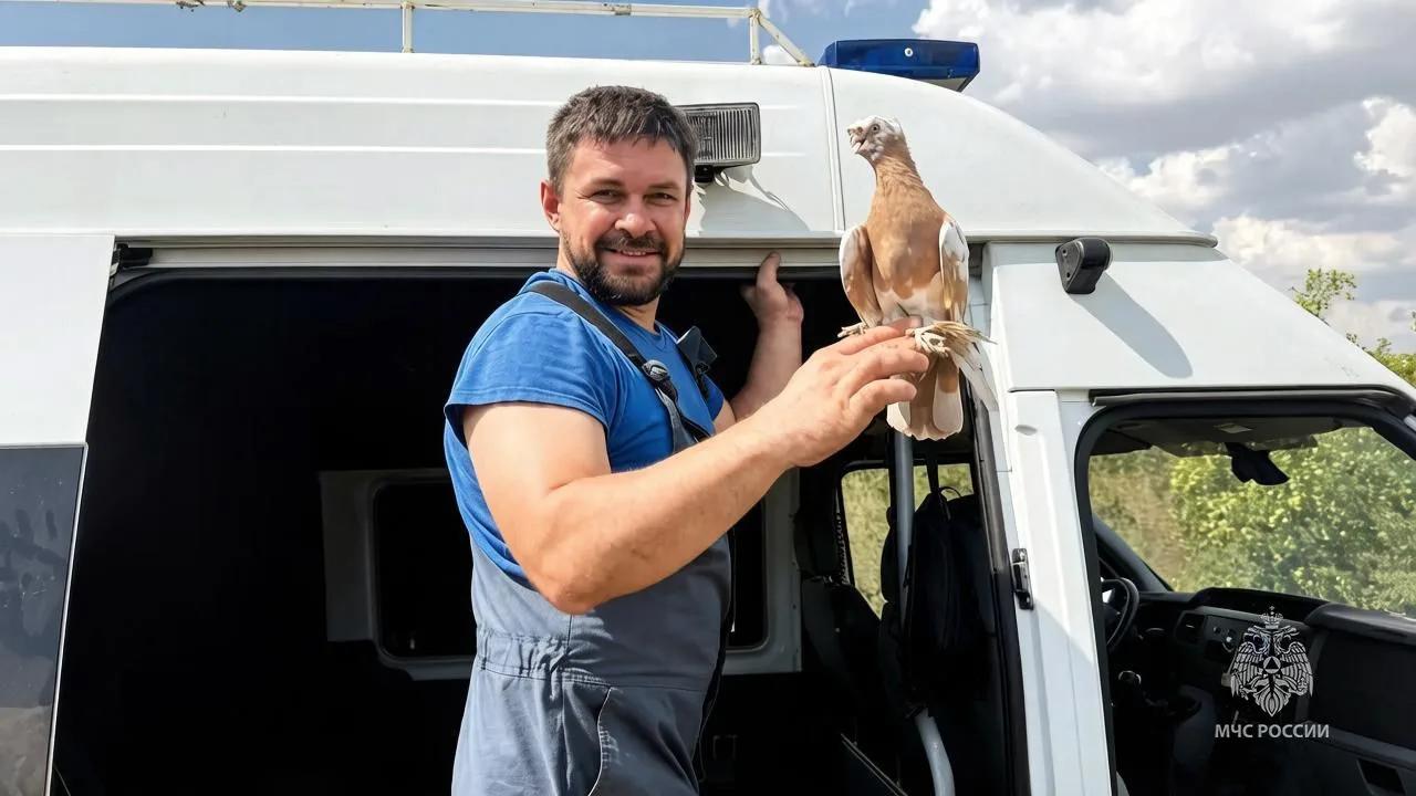 В Симферопольском районе пожарные спасли голубку во время пожара