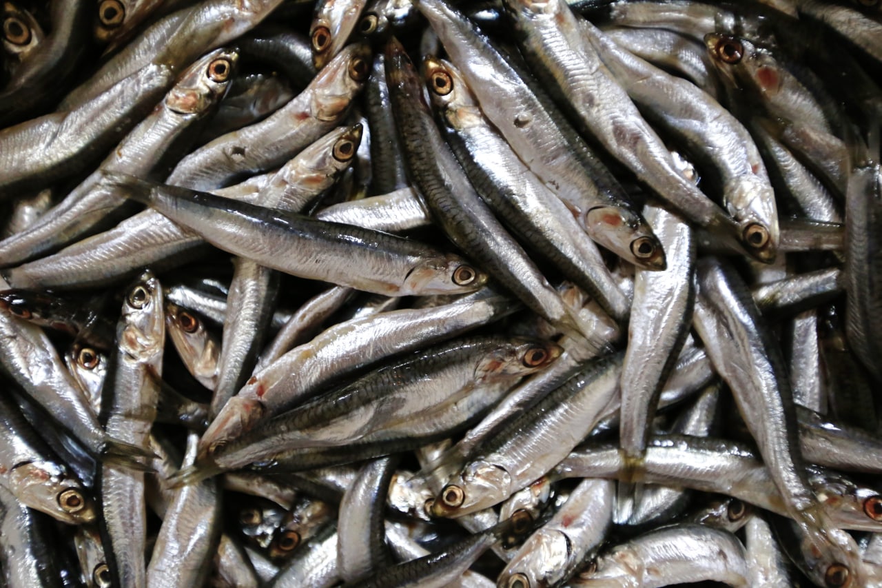 Почему хамса в этом году стала менее жирной и мелкой: объяснение учёного