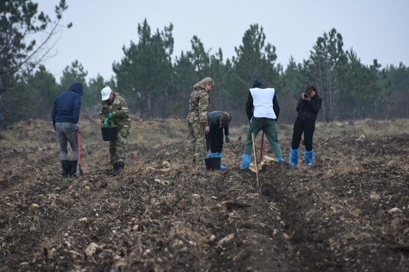 В Белогорском районе высаживают более 150 тысяч сеянцев крымской сосны