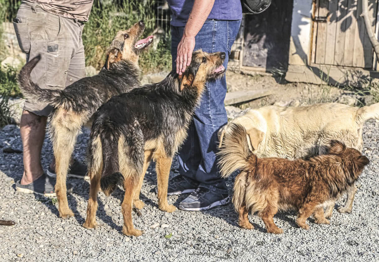 Почему в Крыму не уменьшается количество бездомных животных