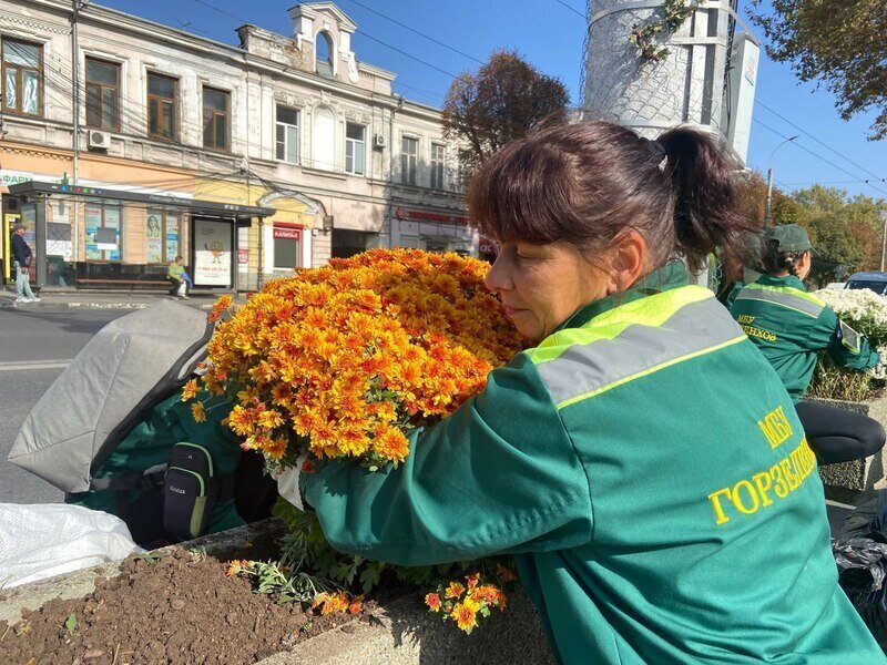 В Симферополе высаживают хризантемы