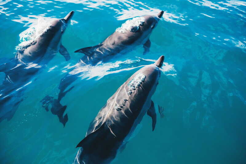 Ситуация дикая: что известно о судьбе выброшенных в море Севастополя дельфинов 