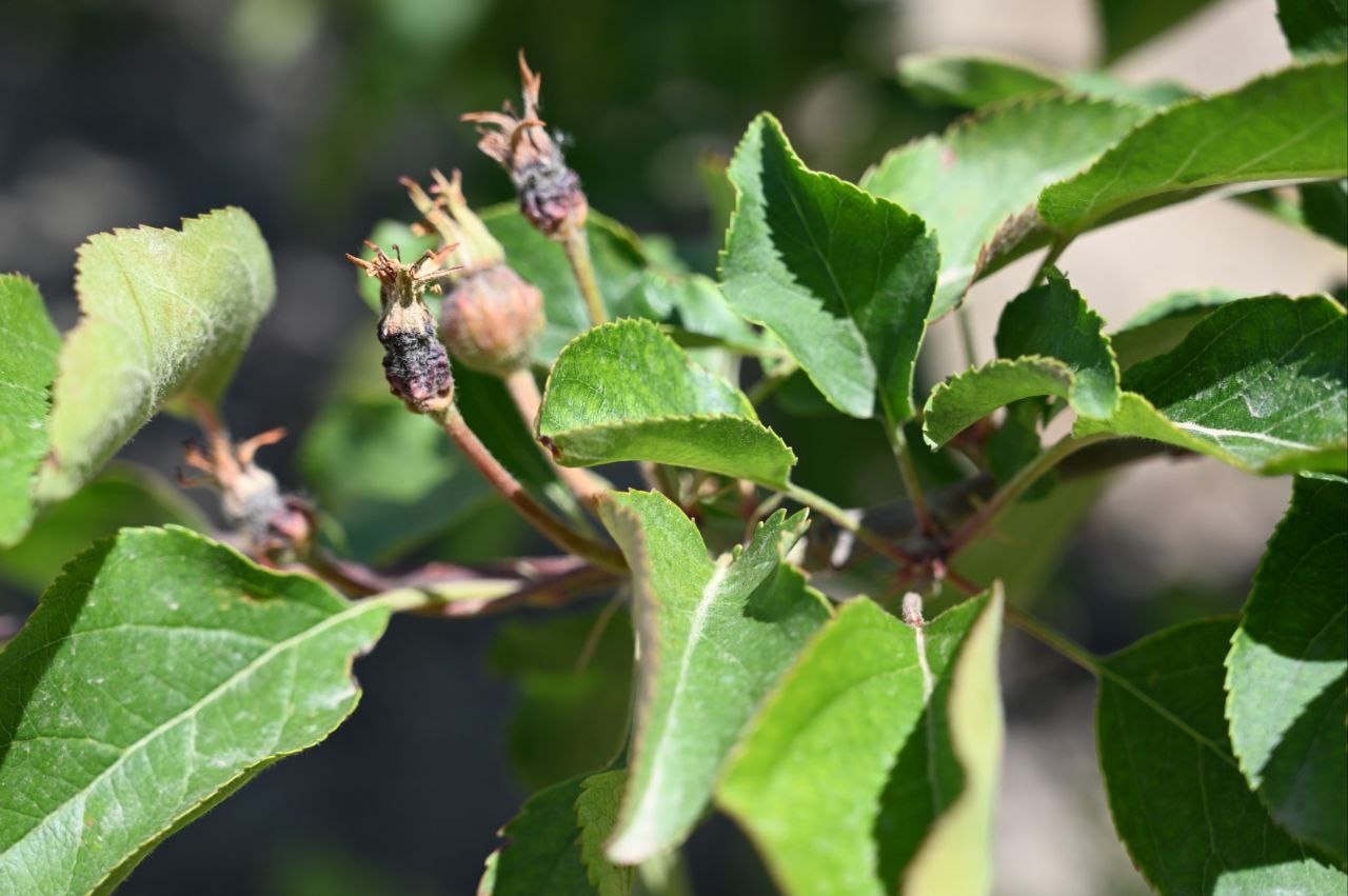 Крымским садоводам обещают поддержку после весенних заморозков